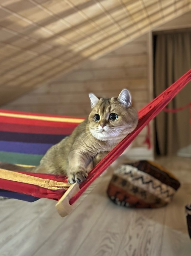 Вторник - котовторник