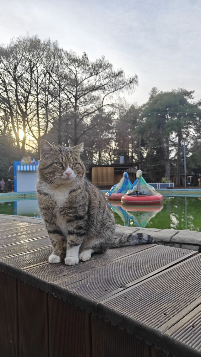 А котовторник уже пришёл?
