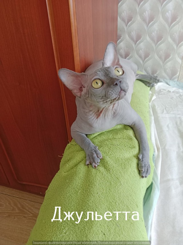 Жизнь домашнего приюта "Котоленд" 532