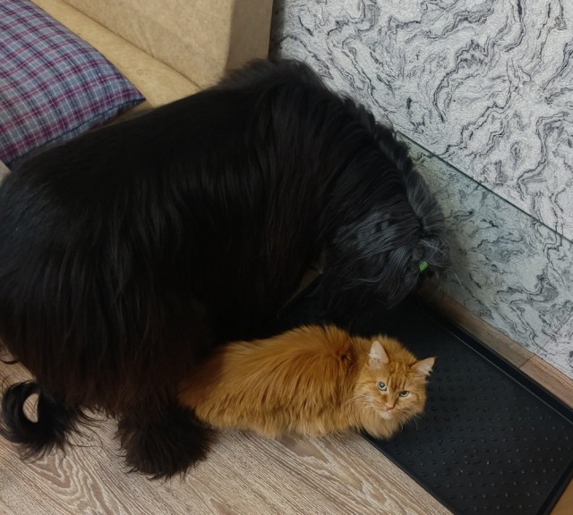 Котовторник же