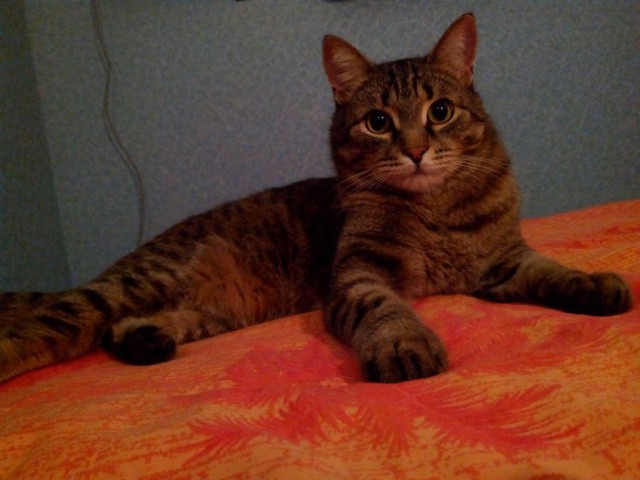 Котовторник   31.12.  2013