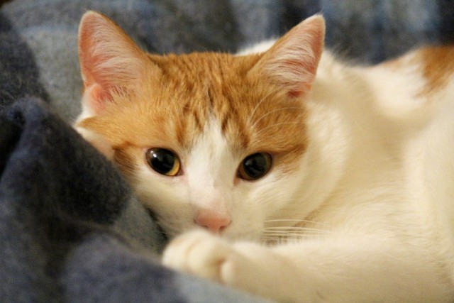 Котовторник 25.02.2014