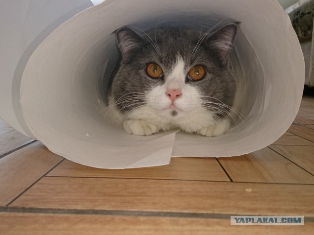 Котовторник 01.07.2014