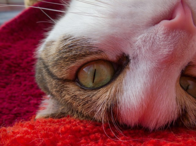Котовторник  08.07.2014