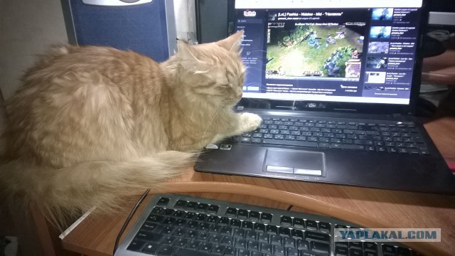 Котовторник 30.09.2014