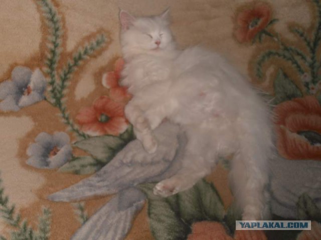 Котовторник 28.10.2014