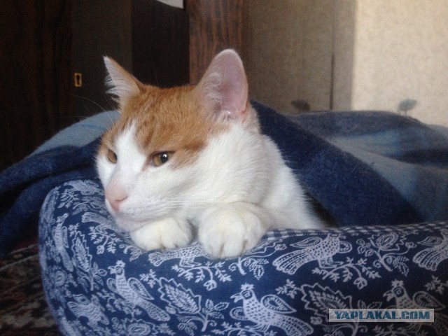 Котовторник 25.11.2014
