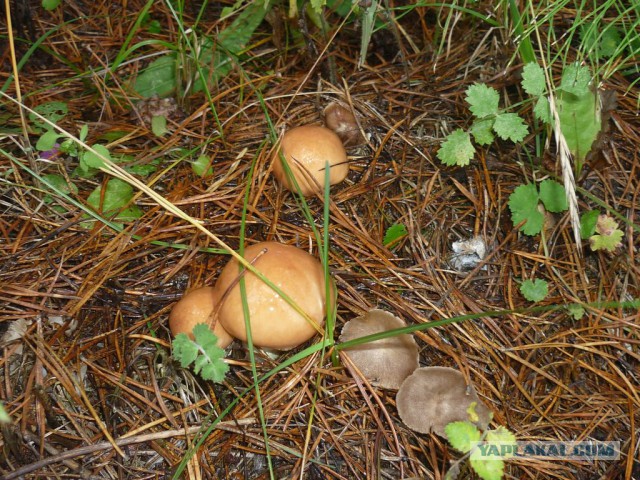 Вспомним лето! Вылазка за грибами.