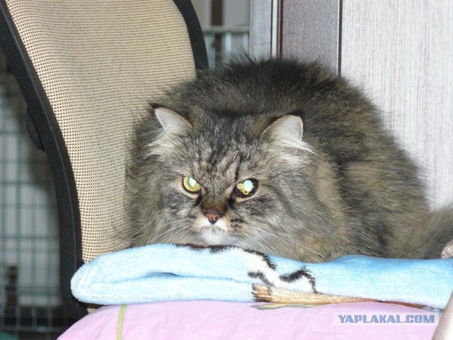 Котовторник 27.01.2015