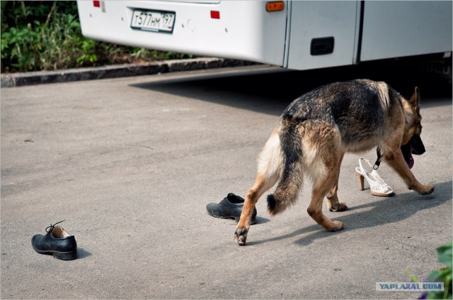 Центр кинологической службы Упр-ния на транспорте
