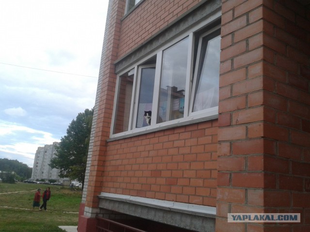 Смотрите за своими питомцами