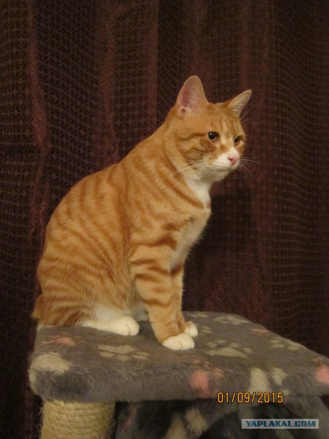Котовторник 15-09-2015 !