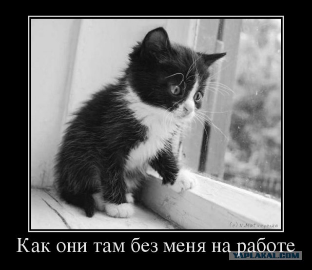 Прикольные коты