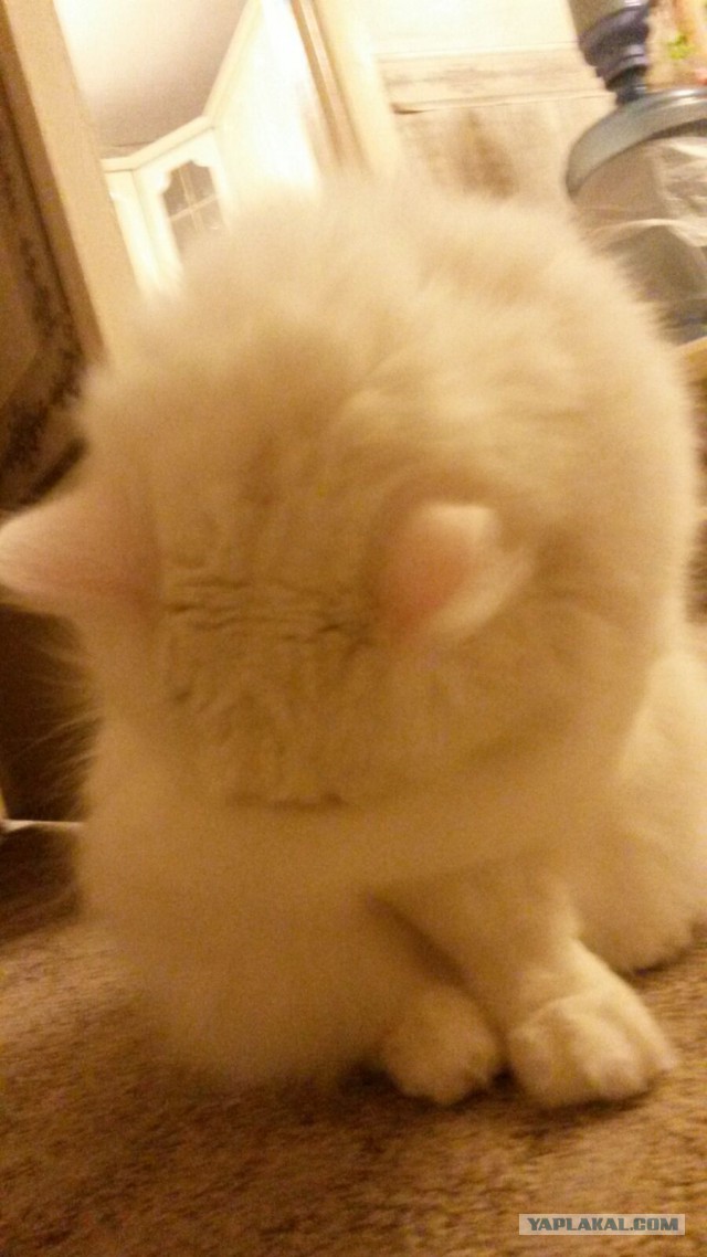Котовторник 13.10.2015
