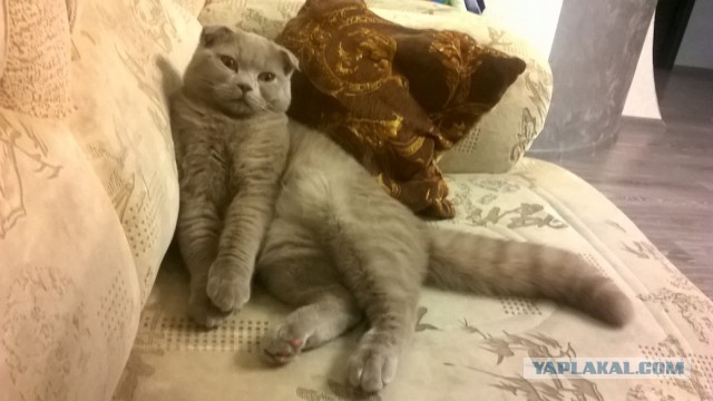 Породы котяр