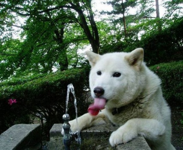 Скотинки - Животинки