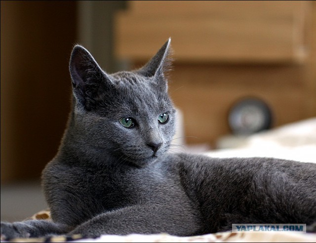 Котовторник 15.03