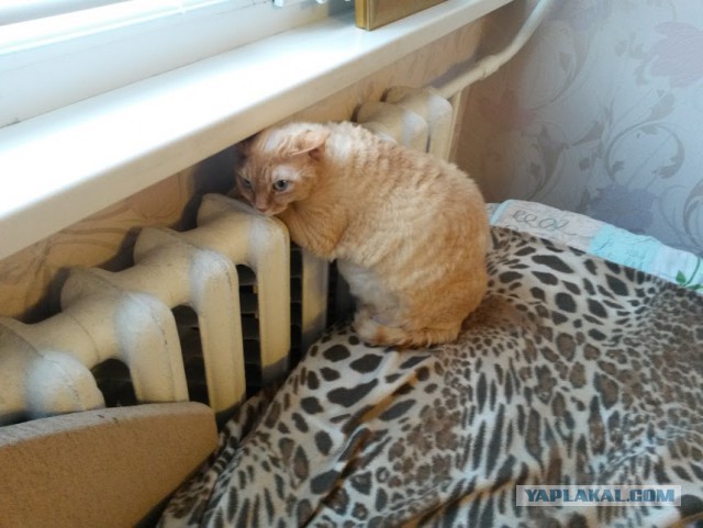 Котовторник 22.03.2016