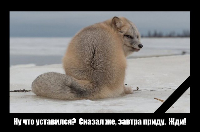 Подборка интересных и веселых картинок