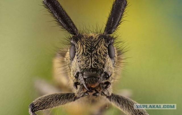 Макро портреты  «extreme macro»