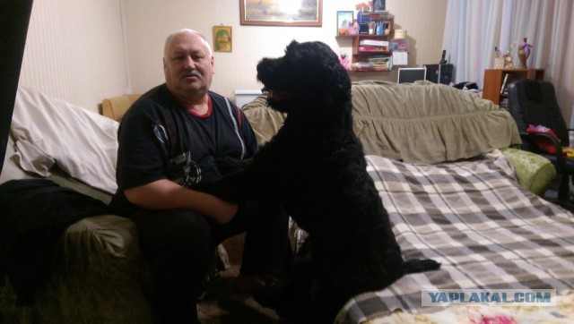 Наши собаки
