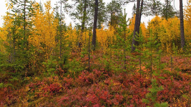 Просто Природа