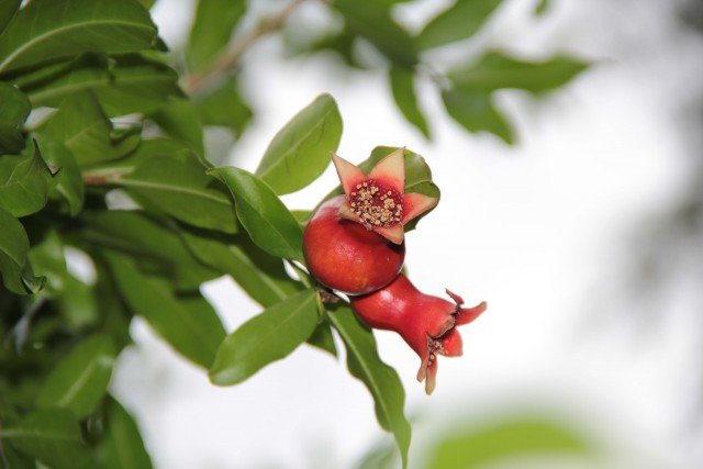 Просто Природа