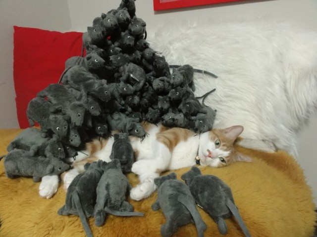 Прикольных котов пост