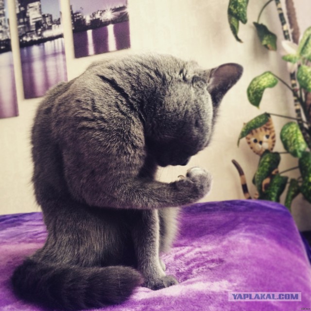 Подборка настоящих котов