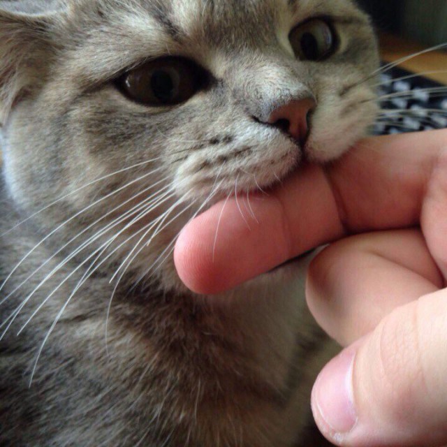 Живность из сети