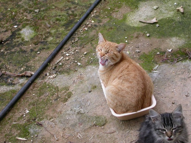 Котовторник на ЯПлакалъ