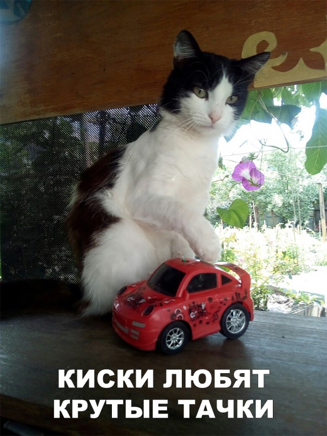 Прикольные картинки обо всем