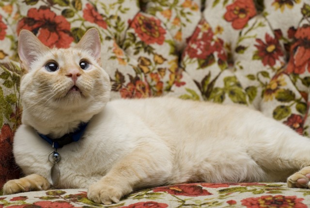 Котовторник на 6 июля