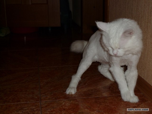 Котовторник на 24 августа