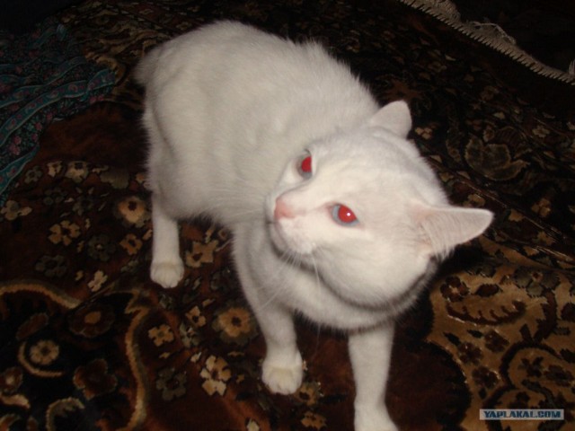 Котейкин вторник! Космический 12.04!