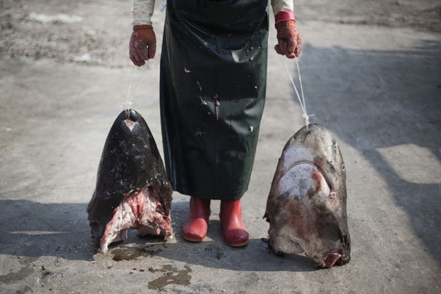 Рынок акульих плавников