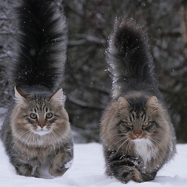 Немного милоты