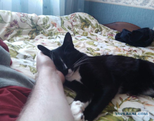 Странная кошачья логика, которую человеку никогда не постичь