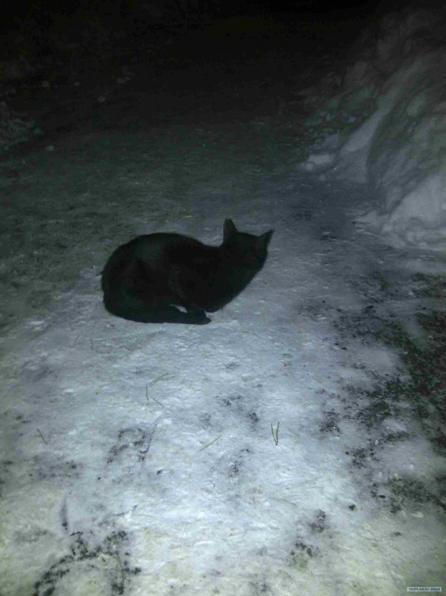 Котовторник (24. 01. 2012 )