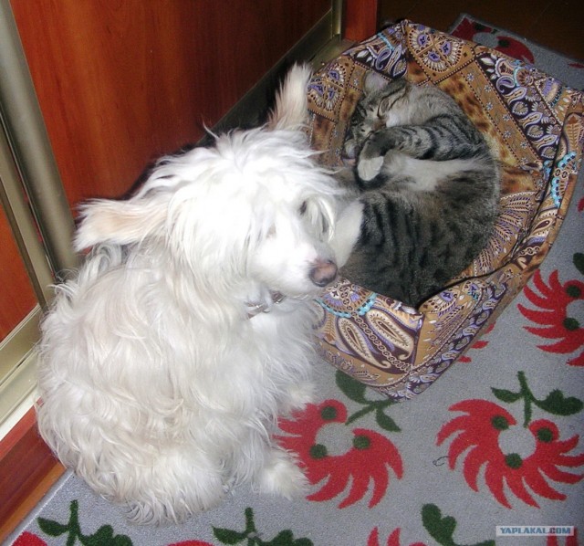 Котовторник (28.02.2012)