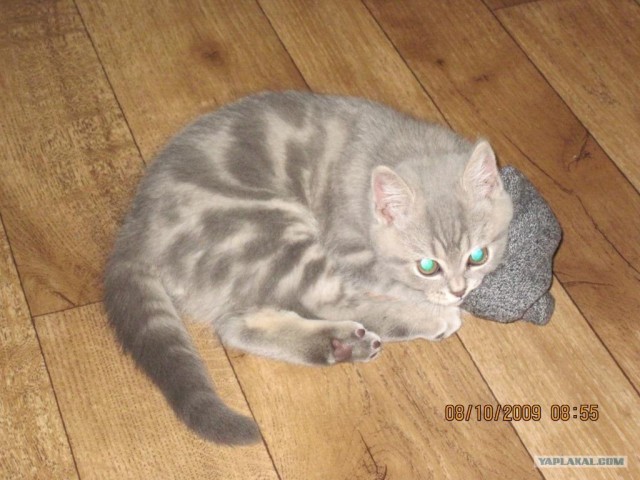 Котовторник 10.04.2012