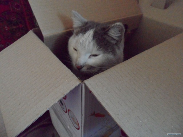 Котовторник   5.06.2012
