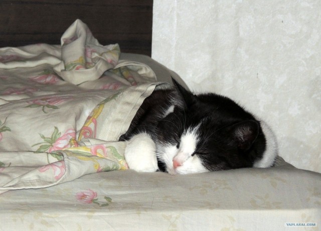 Котовторник 07.08.2012