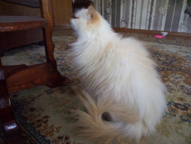 Котовторник  06.08.2019