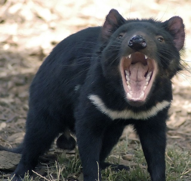 Что это за порода?