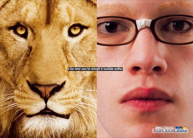 Животные учат быть людьми!