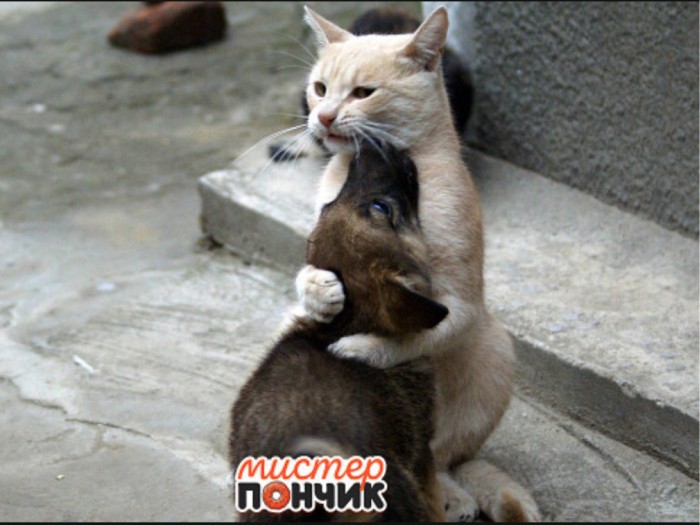 Нифинасебе! И другие выражения лиц