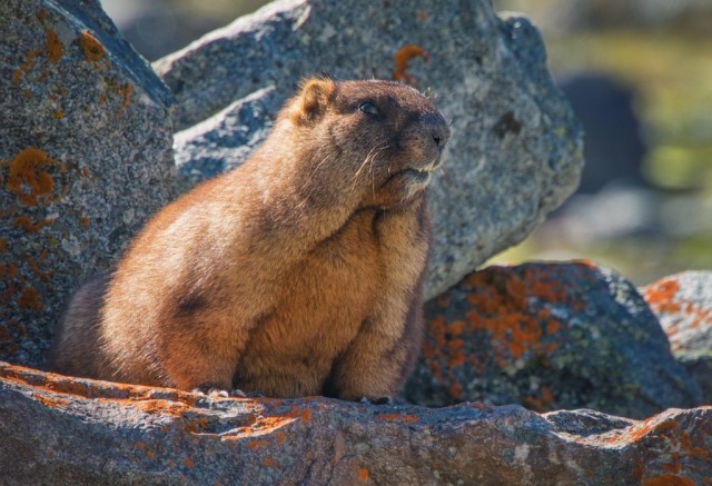 Спящий сурок смешные картинки