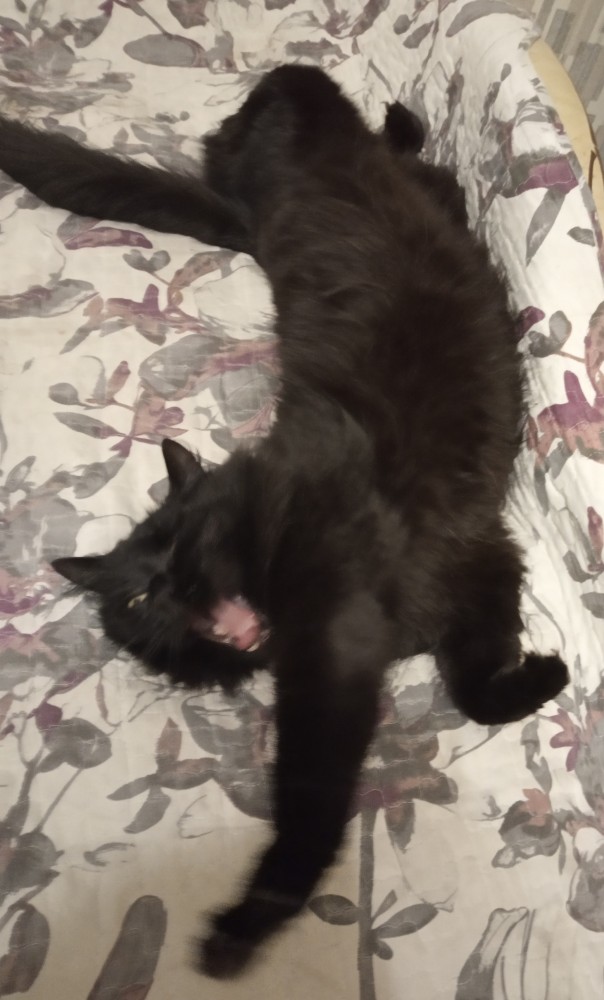 Кот ждун