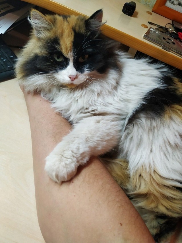 Коты из сети